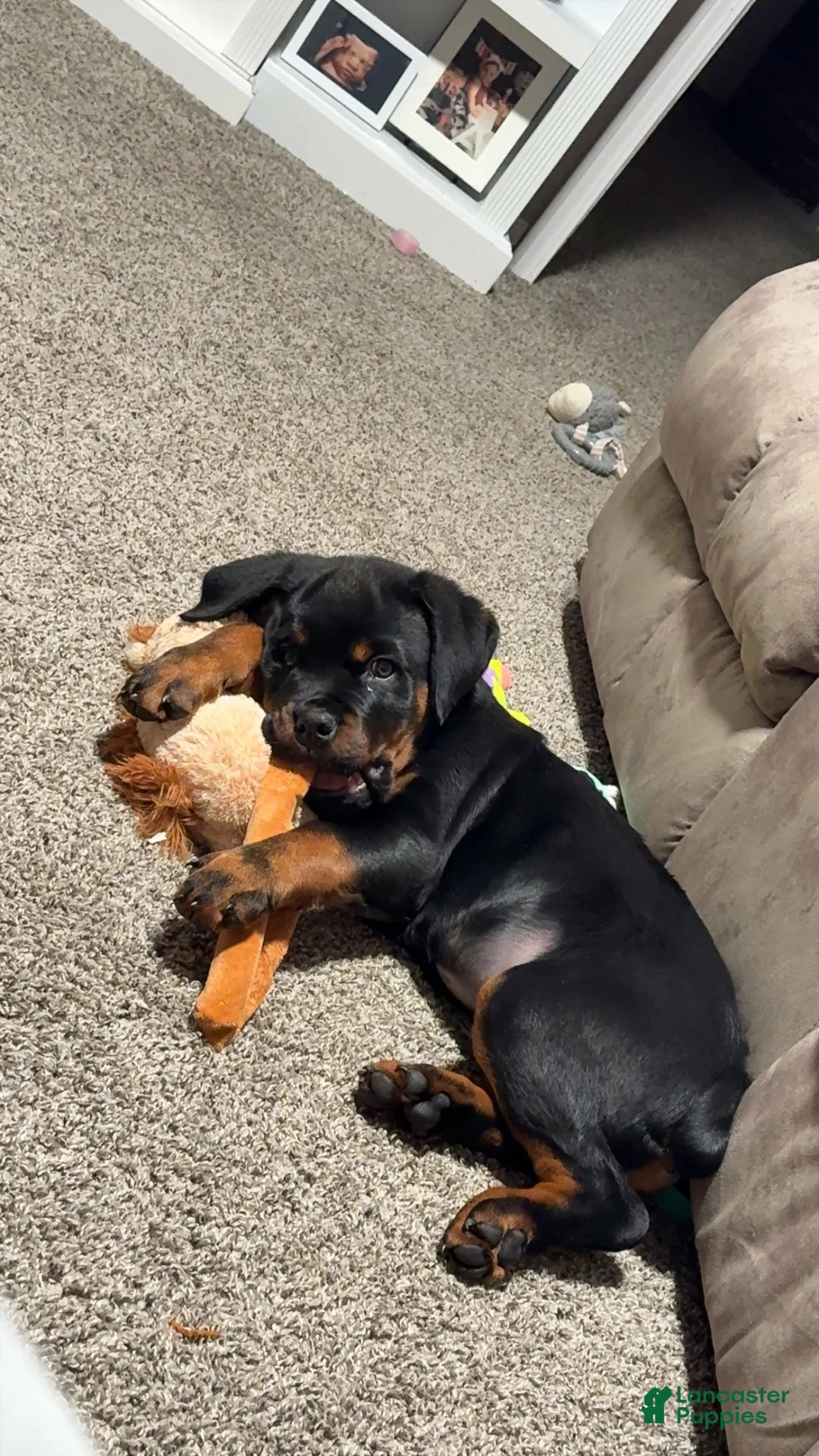 Rottweiler dogs for sale: Rottweiler Puppy 1 - Ad 4