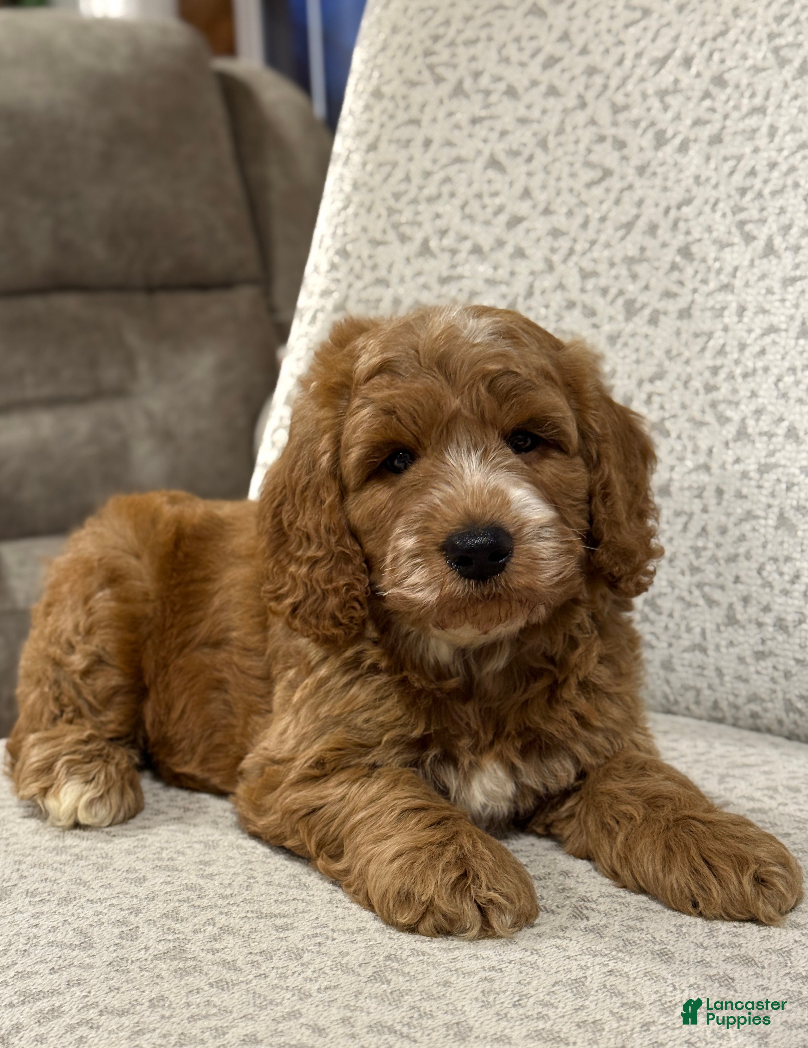 Mini Goldendoodle dogs Smoky - Ad 2