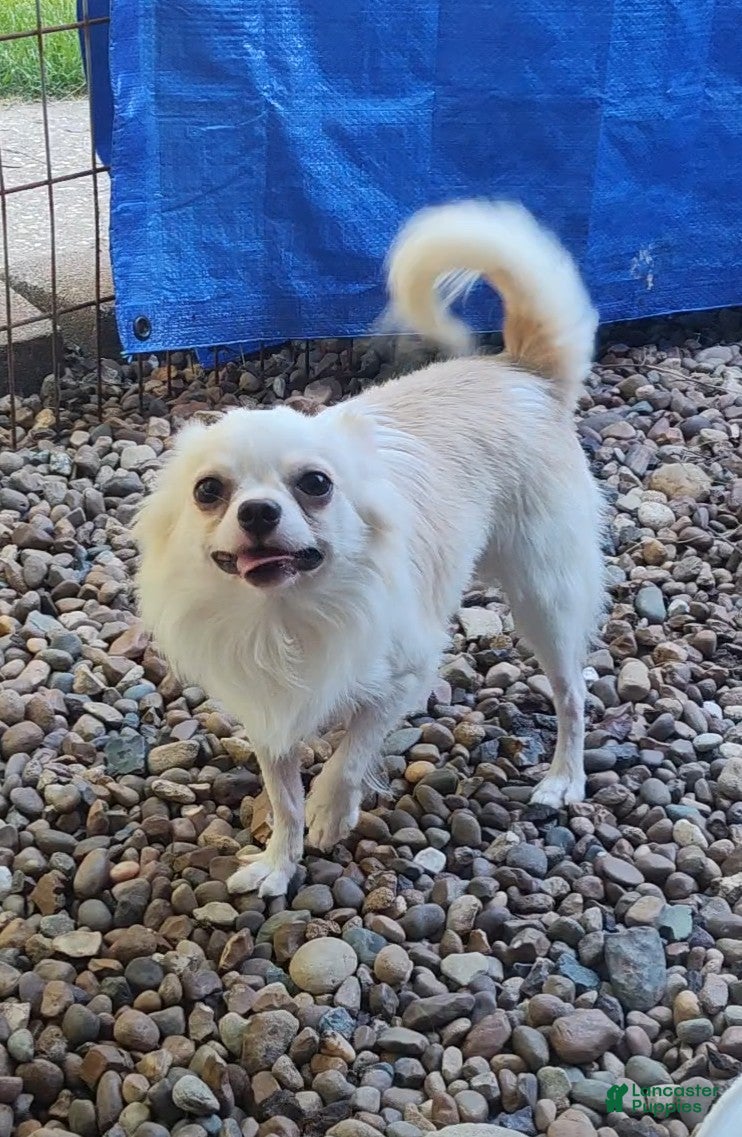 Chihuahua dogs for sale: Maybe - Ad 36