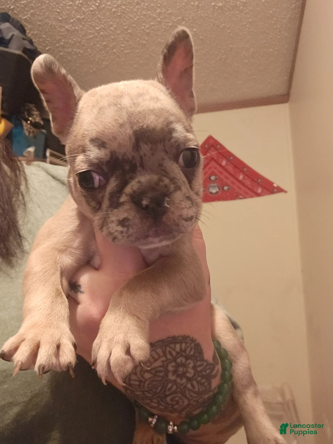 French Bulldog dogs for sale: French Bulldog Puppy 1 - Ad 1