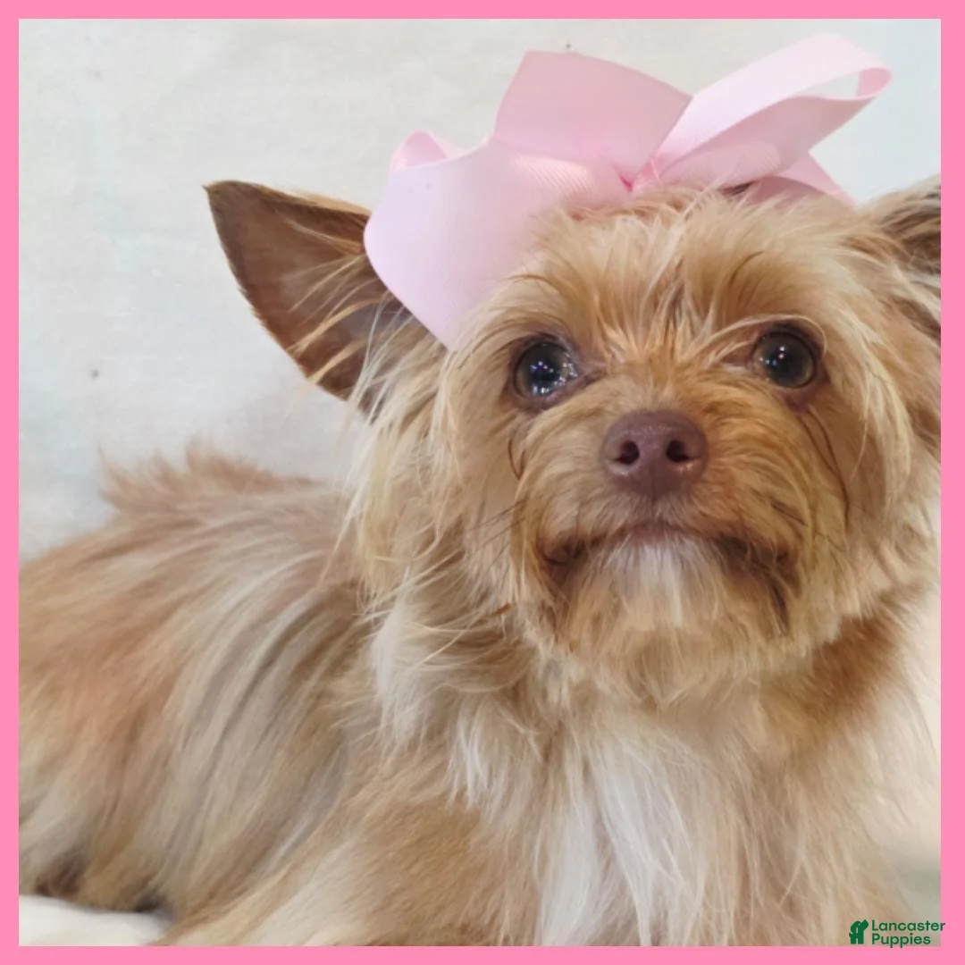 Yorkshire Terrier dogs for sale: Abby - Ad 2