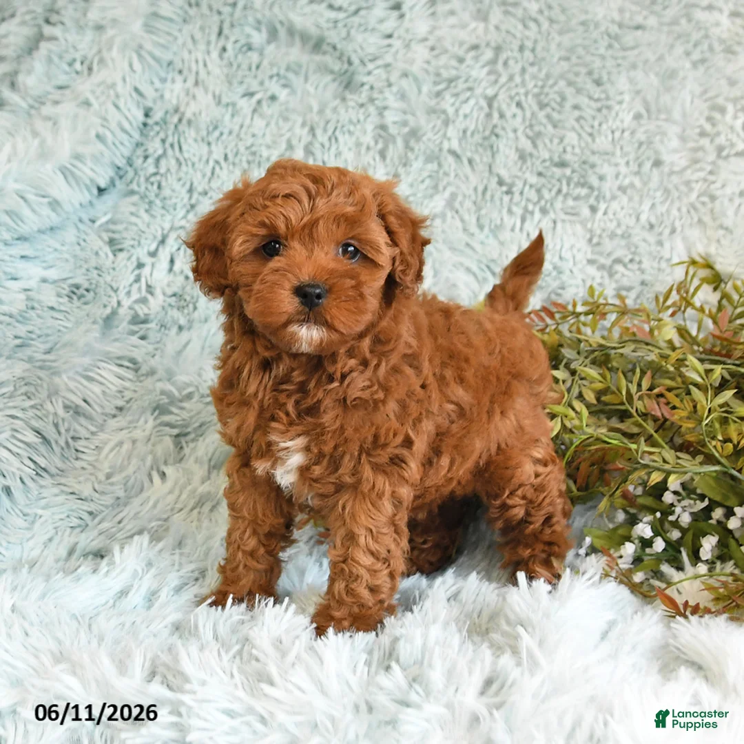 Cockapoo dogs for sale: Betty   - Ad 1