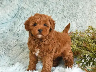 Cockapoo dogs for sale: Betty - Ad 3