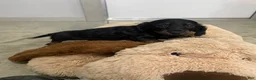 Miniature Dachshund dogs for sale: Apollo - Ad 6