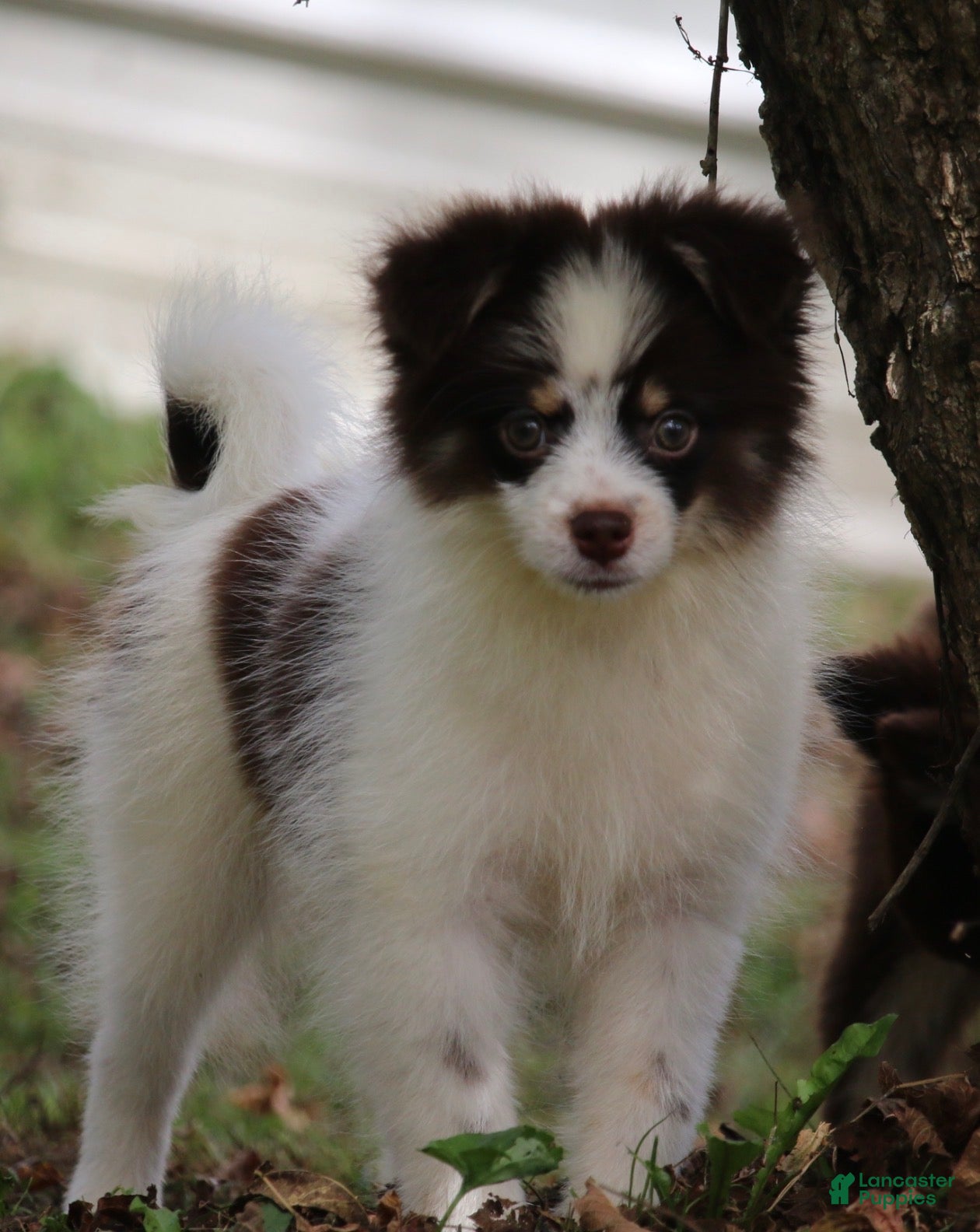 Pomsky dogs Nugget - Ad 2