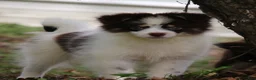 Pomsky dogs for sale: Nugget - Ad 2