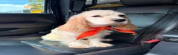 Cocker Spaniel dogs for sale: Cocker Spaniel Puppy 1 - Ad 8