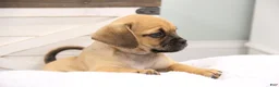 Puggle dogs for sale: Liberty - Ad 6
