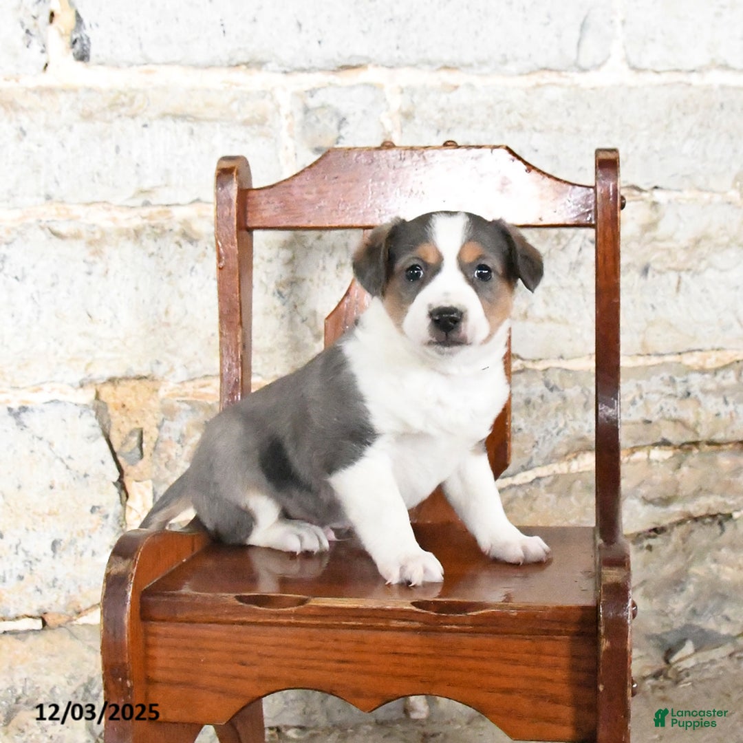 Mini Aussiedoodle dogs for sale: Chip - Ad 3