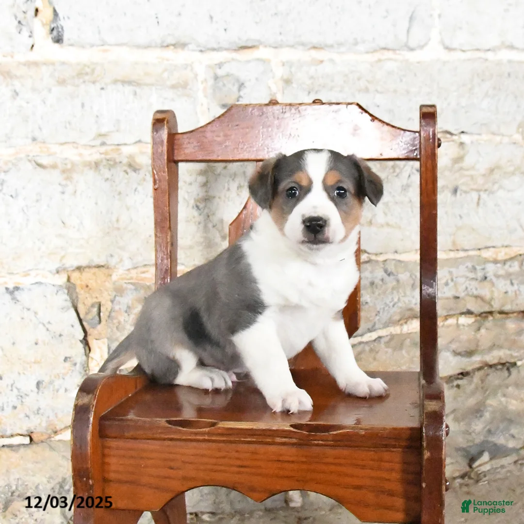 Mini Aussiedoodle dogs for sale: Chip - Ad 3