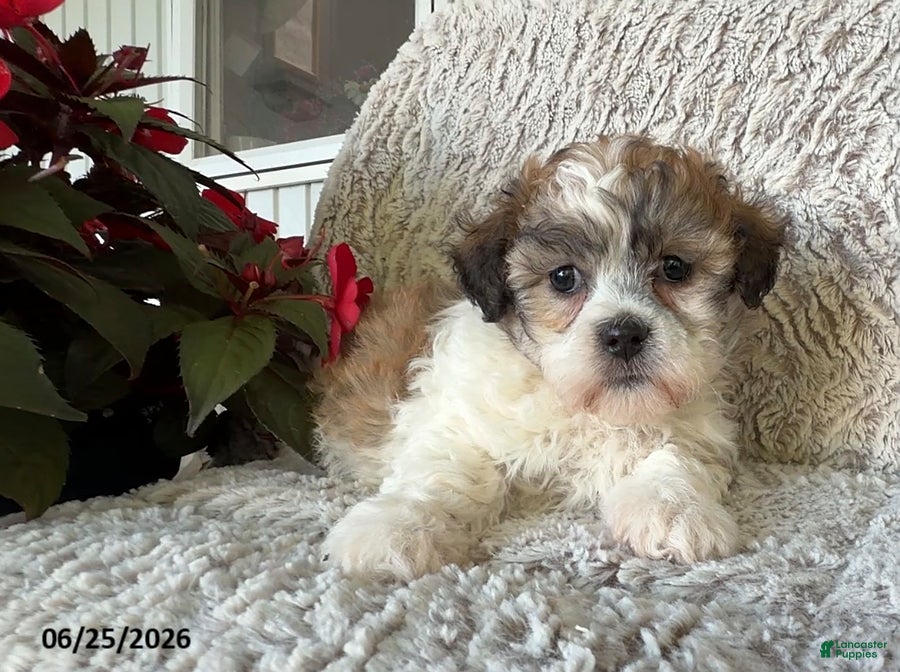 Teddy Bear dogs Lacey - Ad 1