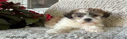 Teddy Bear dogs for sale: Lacey - Ad 1