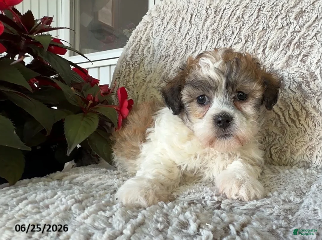 Teddy Bear dogs for sale: Lacey - Ad 1