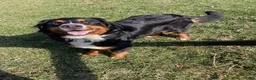 Bernese Mountain Dog dogs for sale: Bernese Mountain Dog Puppy 2 - Ad 2