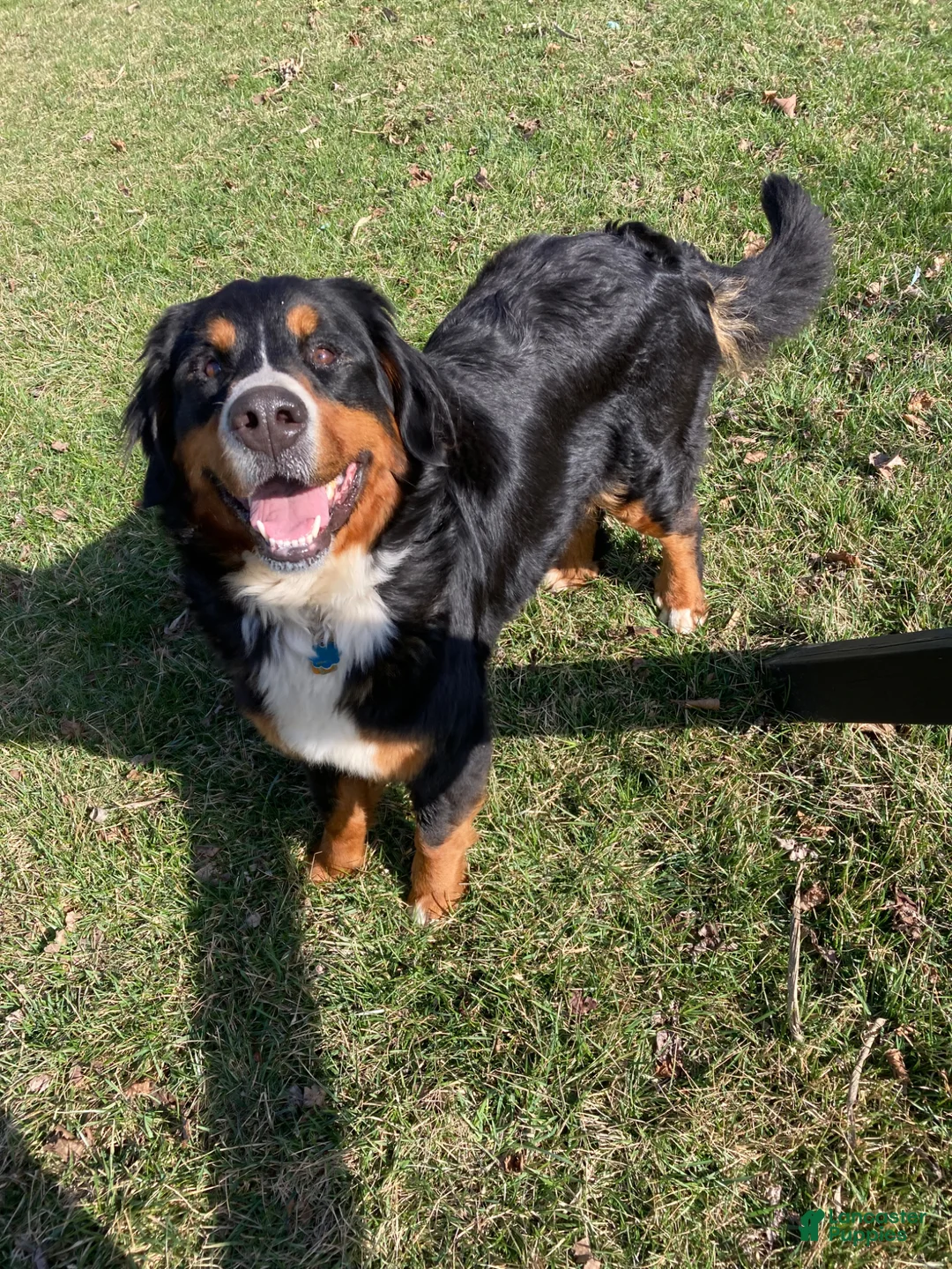 Bernese Mountain Dog dogs for sale: Bernese Mountain Dog Puppy 2 - Ad 2