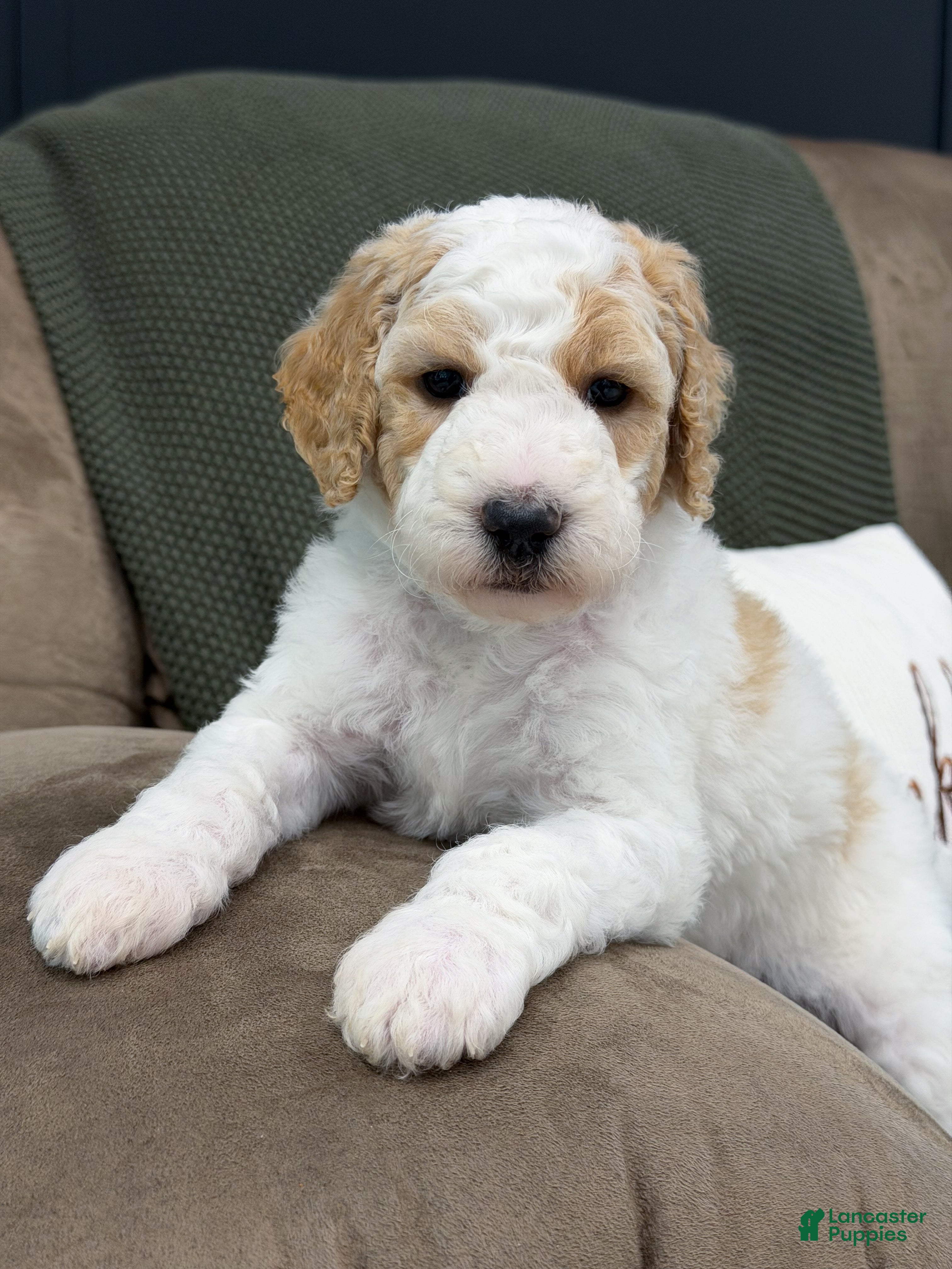 Goldendoodle dogs Ranger - Ad 13