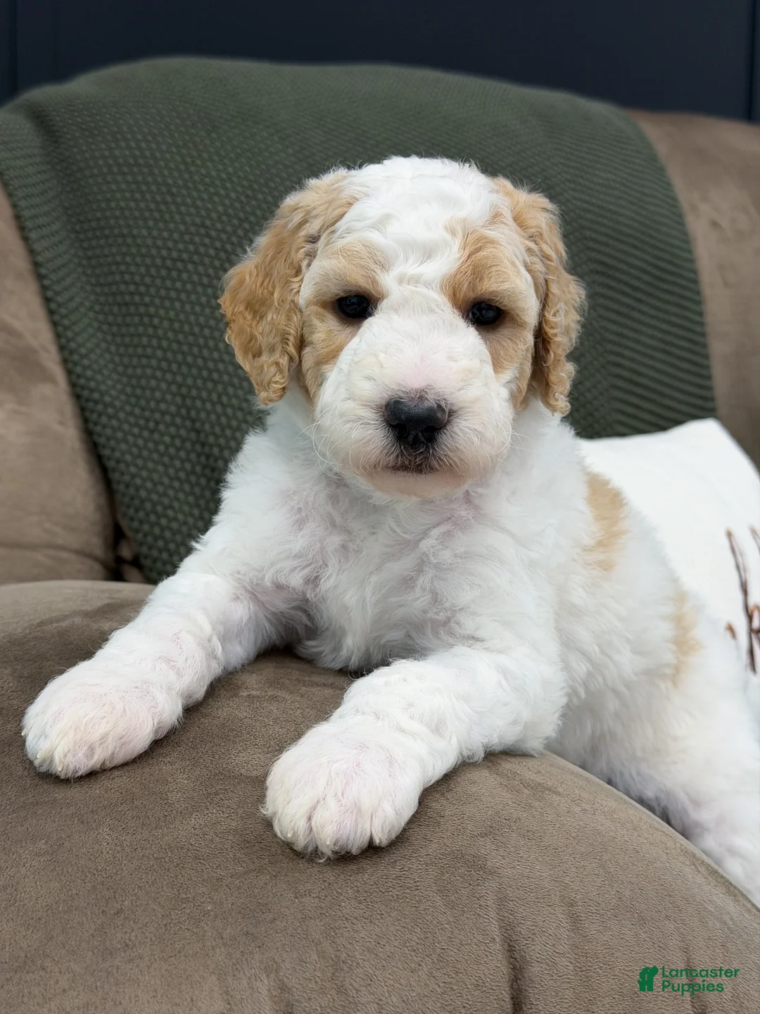 Goldendoodle dogs for sale: Ranger - Ad 1