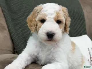 Goldendoodle dogs Ranger - Ad 13