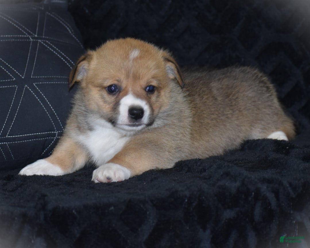 Welsh Corgi Pembroke dogs for sale: Milkyway - Ad 13