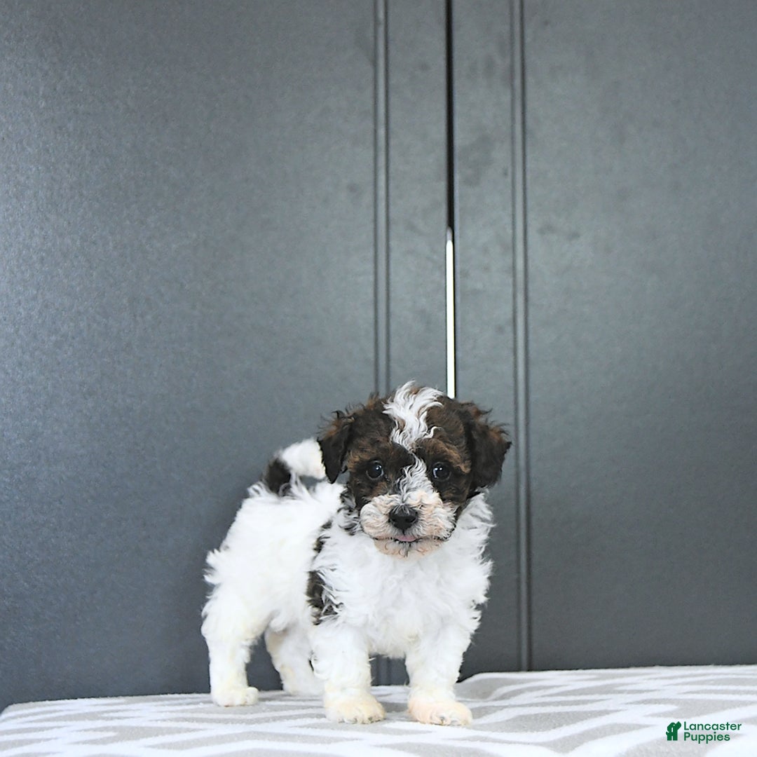 Miniature Poodle dogs for sale: Tucker Extra Small - Ad 9