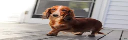 Dachshund dogs for sale: Benji - Ad 5