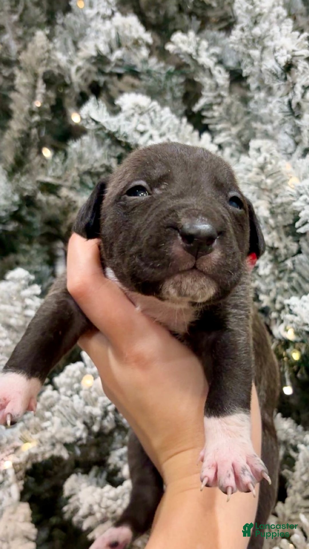 Mixed Breed dogs for sale: Oreo 💜 - Ad 1