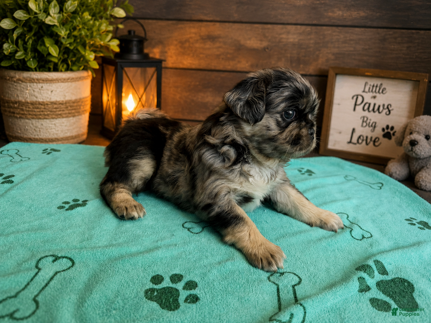 Pug dogs Pug Puppy 2 Roy - Ad 1