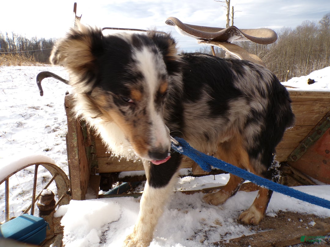 Mixed Breed dogs for sale: Mixed Breed Puppy 1 Starling - Ad 4