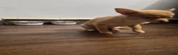 Pomchi dogs for sale: Pomchi 1 - Ad 6