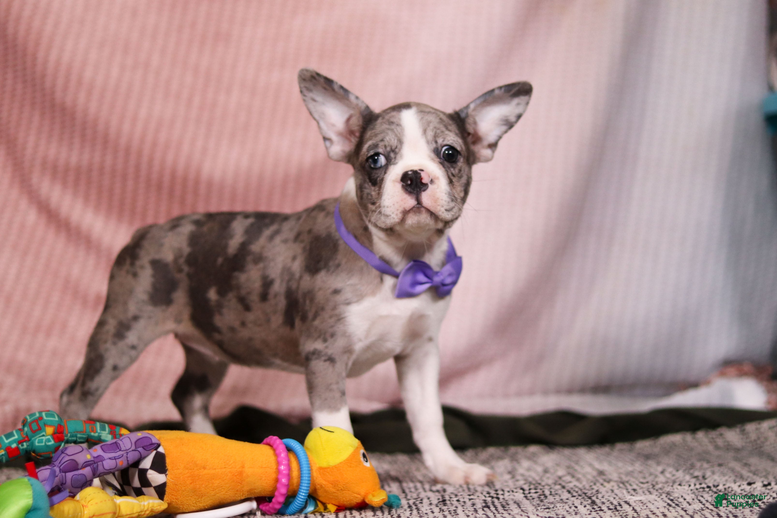 Frenchton dogs Lucy - Ad 35