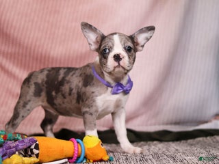 Frenchton dogs Lucy - Ad 28