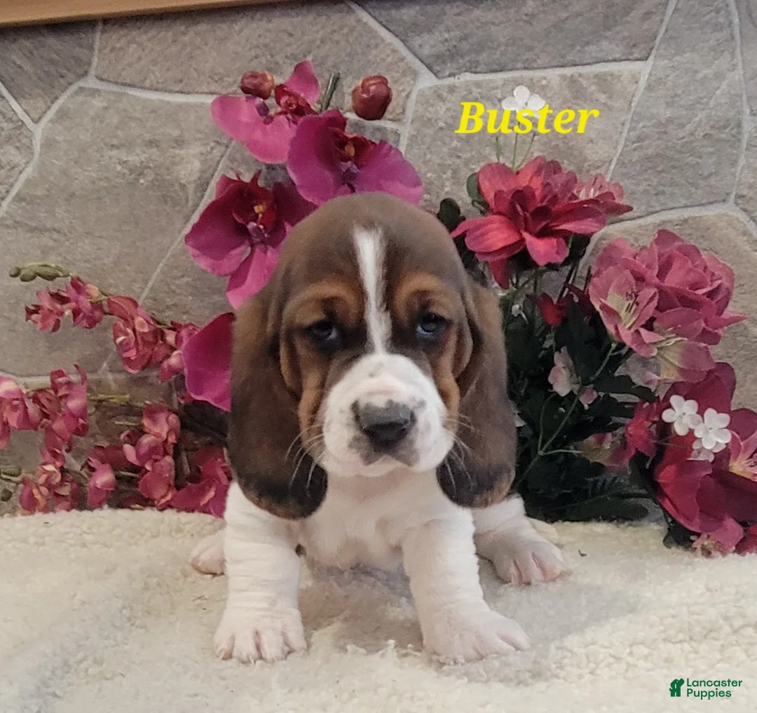 Basset Hound dogs for sale: Buster - Ad 3