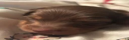 Dachshund dogs for sale: Gari-Long Hair - Ad 2