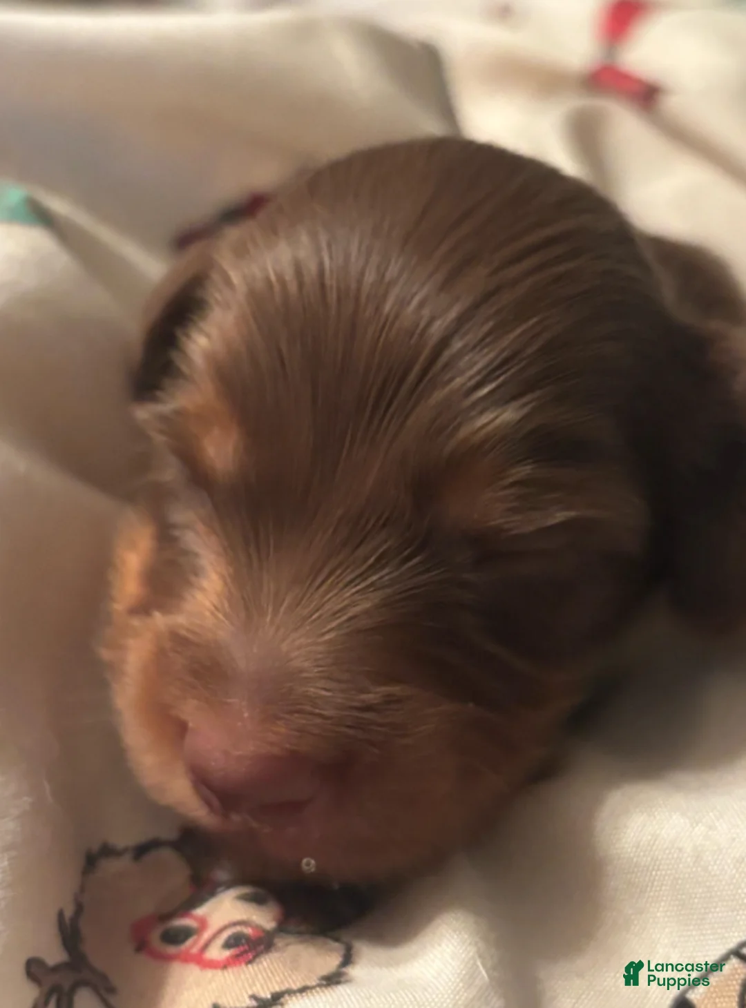Dachshund dogs for sale: Gari-Long Hair - Ad 2
