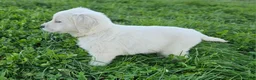Golden Retriever dogs for sale: Ellie - Ad 2