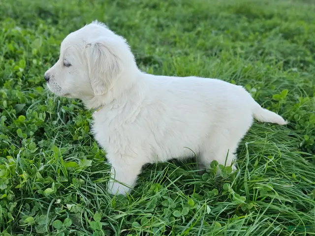 Golden Retriever dogs Ellie - Ad 2
