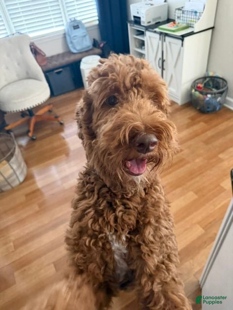 Goldendoodle dogs Bentley - Ad 10