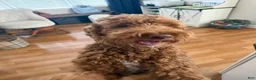 Goldendoodle dogs for stud: Bentley - Ad 1