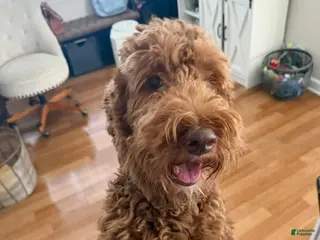 Goldendoodle dogs Bentley - Ad 1