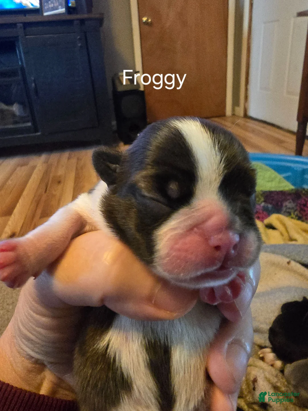 Frenchton dogs for sale: Frenchton 4 - Ad 1