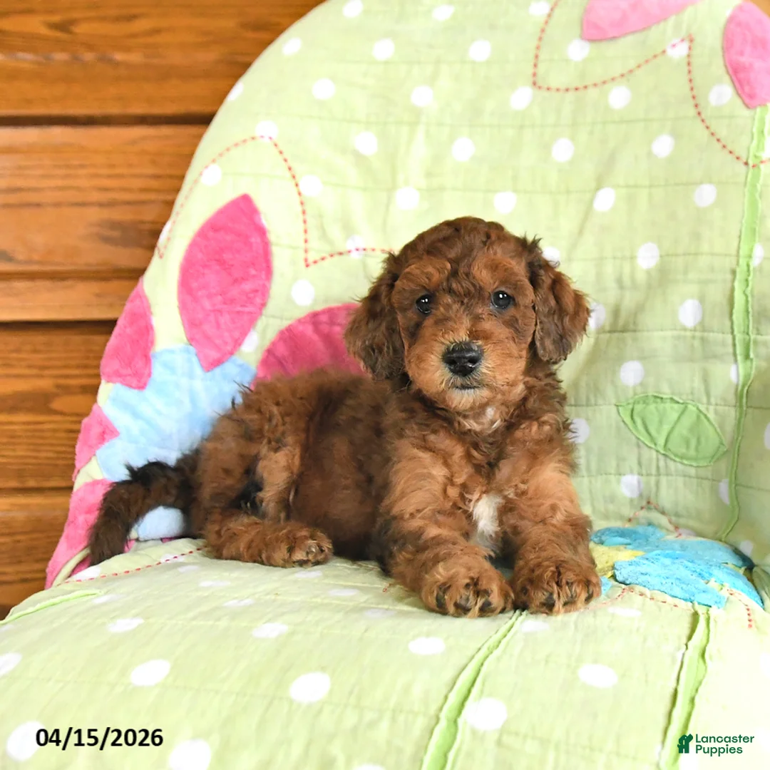 Mini Goldendoodle dogs for sale: Klaus - Ad 2