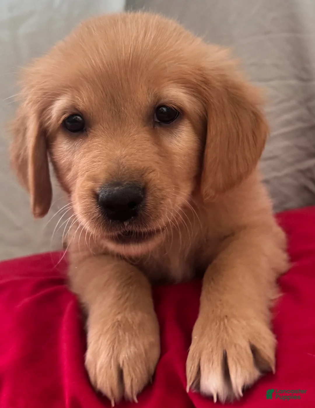 Mixed Breed dogs for sale: Light Blue Collar - Ad 3