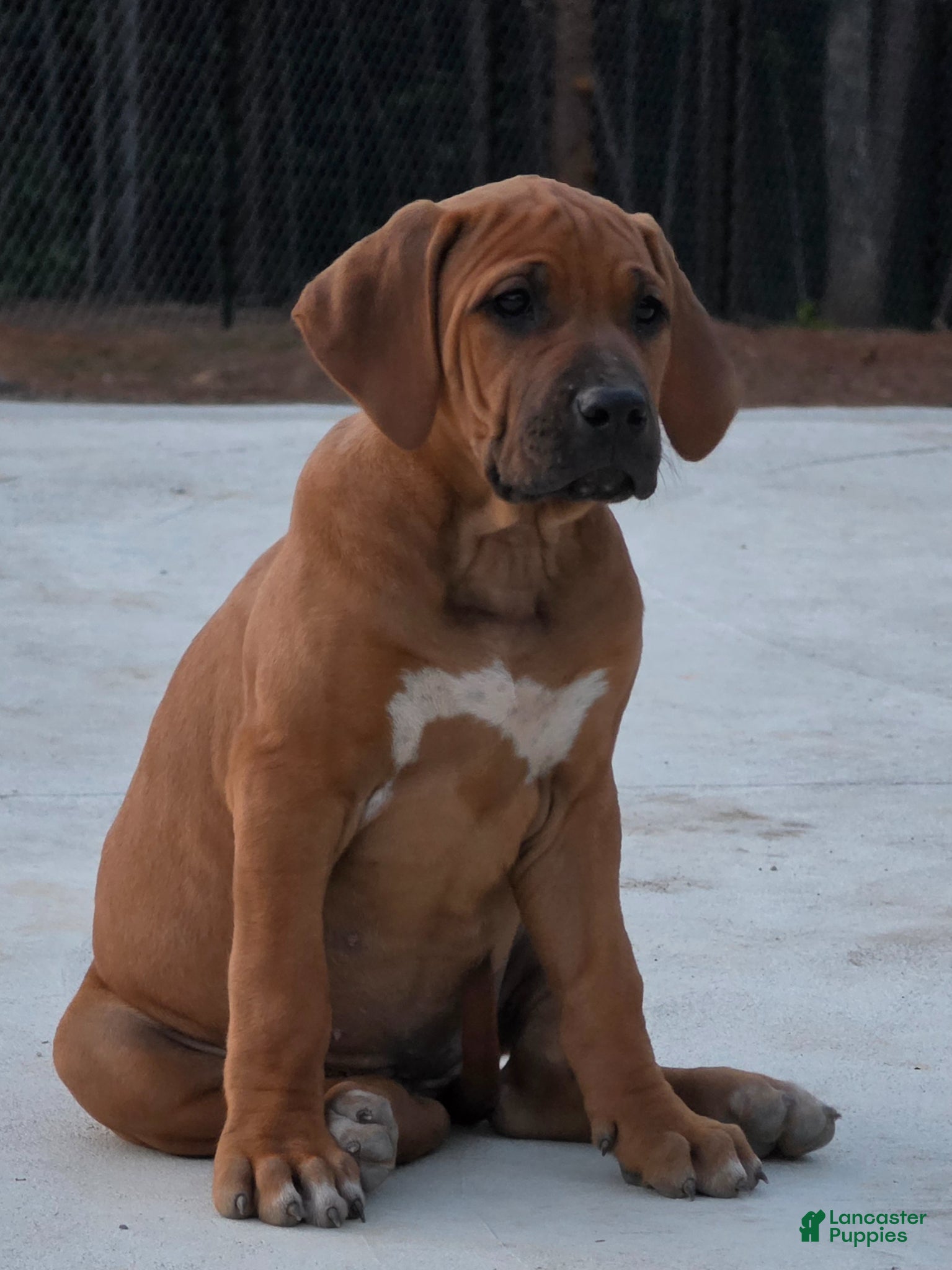 Rhodesian Ridgeback dogs Rhodesian Ridgeback Puppy 2 - Ad 1