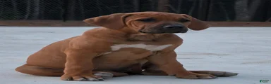 Rhodesian Ridgeback Puppy 2