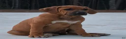 Rhodesian Ridgeback dogs for sale: Rhodesian Ridgeback Puppy 2 - Ad 1