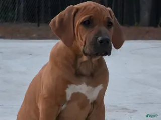 Rhodesian Ridgeback dogs for sale: Rhodesian Ridgeback Puppy 2 - Ad 1