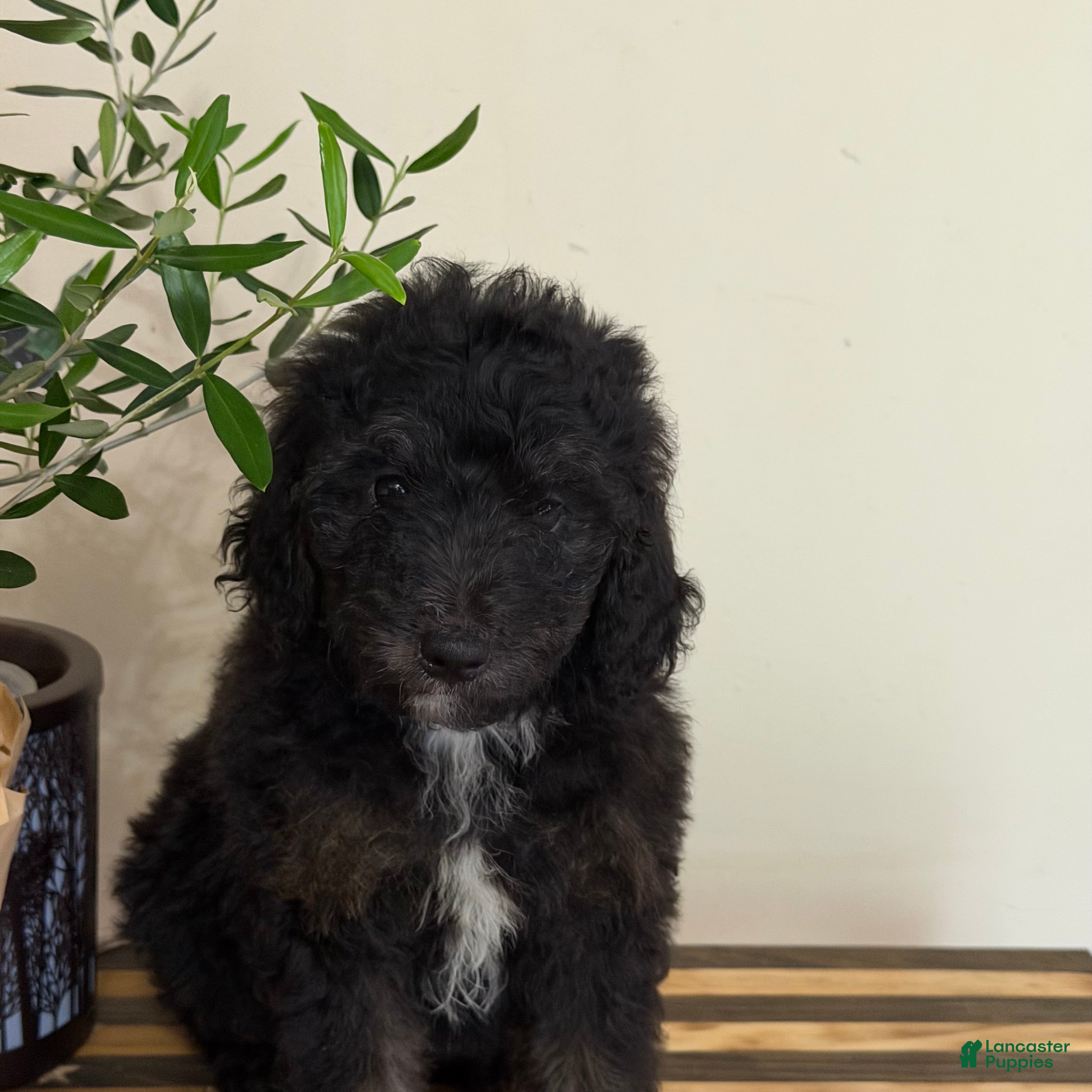 Mini Goldendoodle dogs Chloe - Ad 2