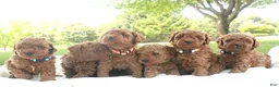 Miniature Poodle dogs for sale: Riley - Ad 9