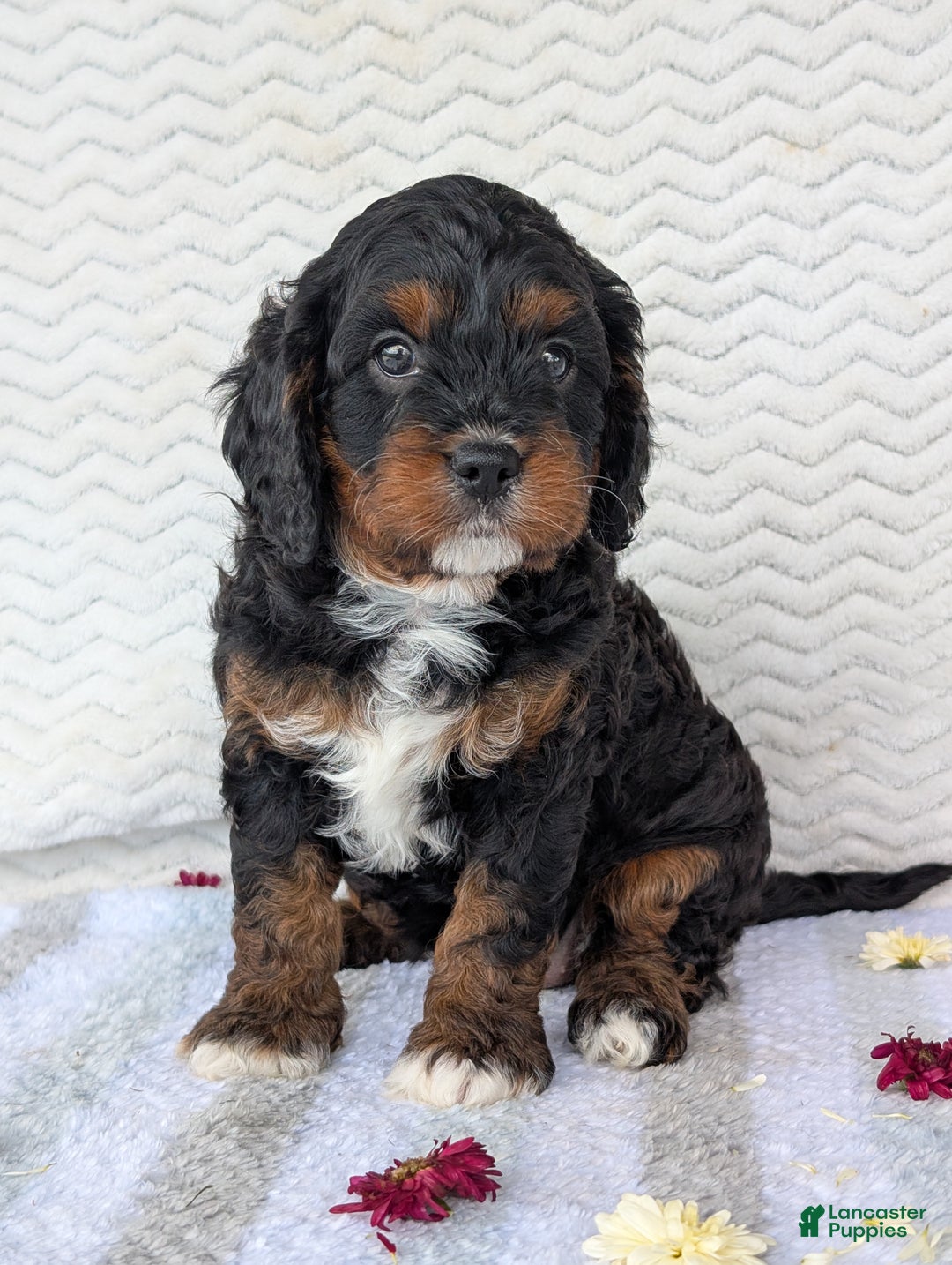 Cavapoo dogs for sale: Abby - Ad 10