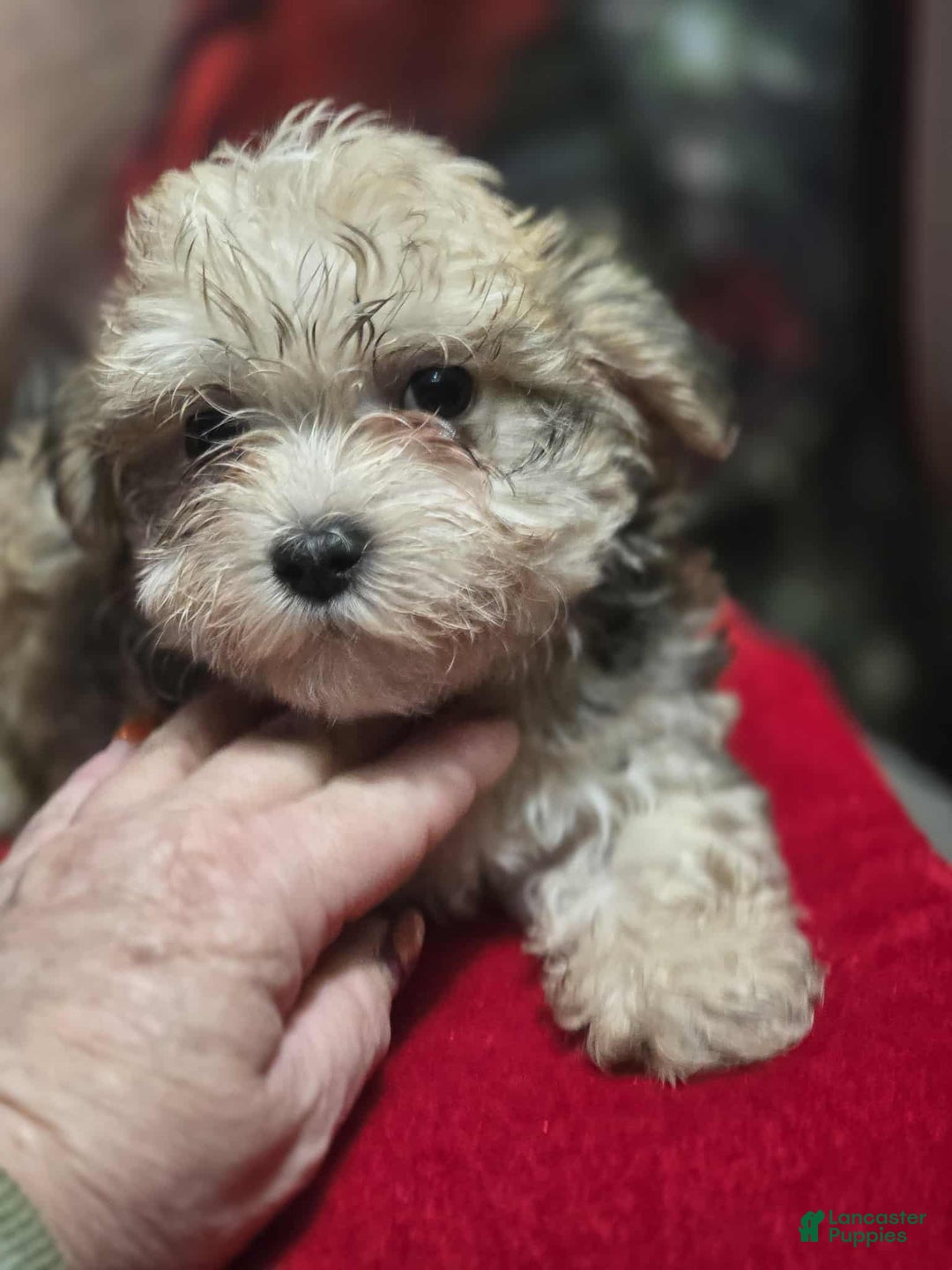 Maltipoo dogs for sale: Albert - Ad 2